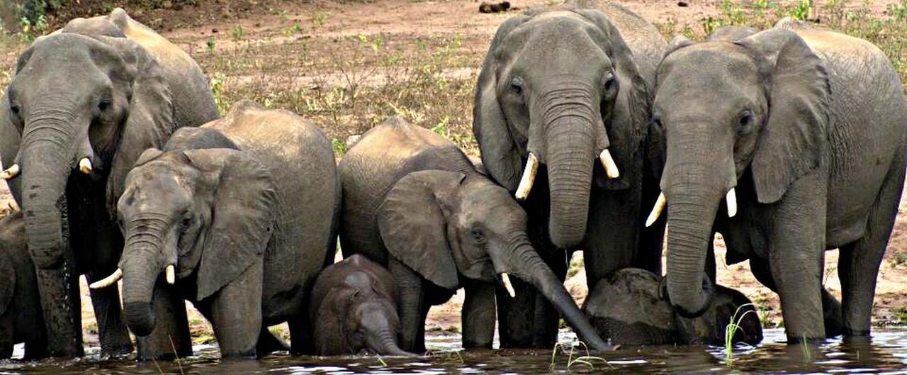Kwalape Safari Lodge Касане Экстерьер фото