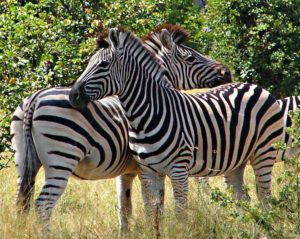 Kwalape Safari Lodge Касане Экстерьер фото
