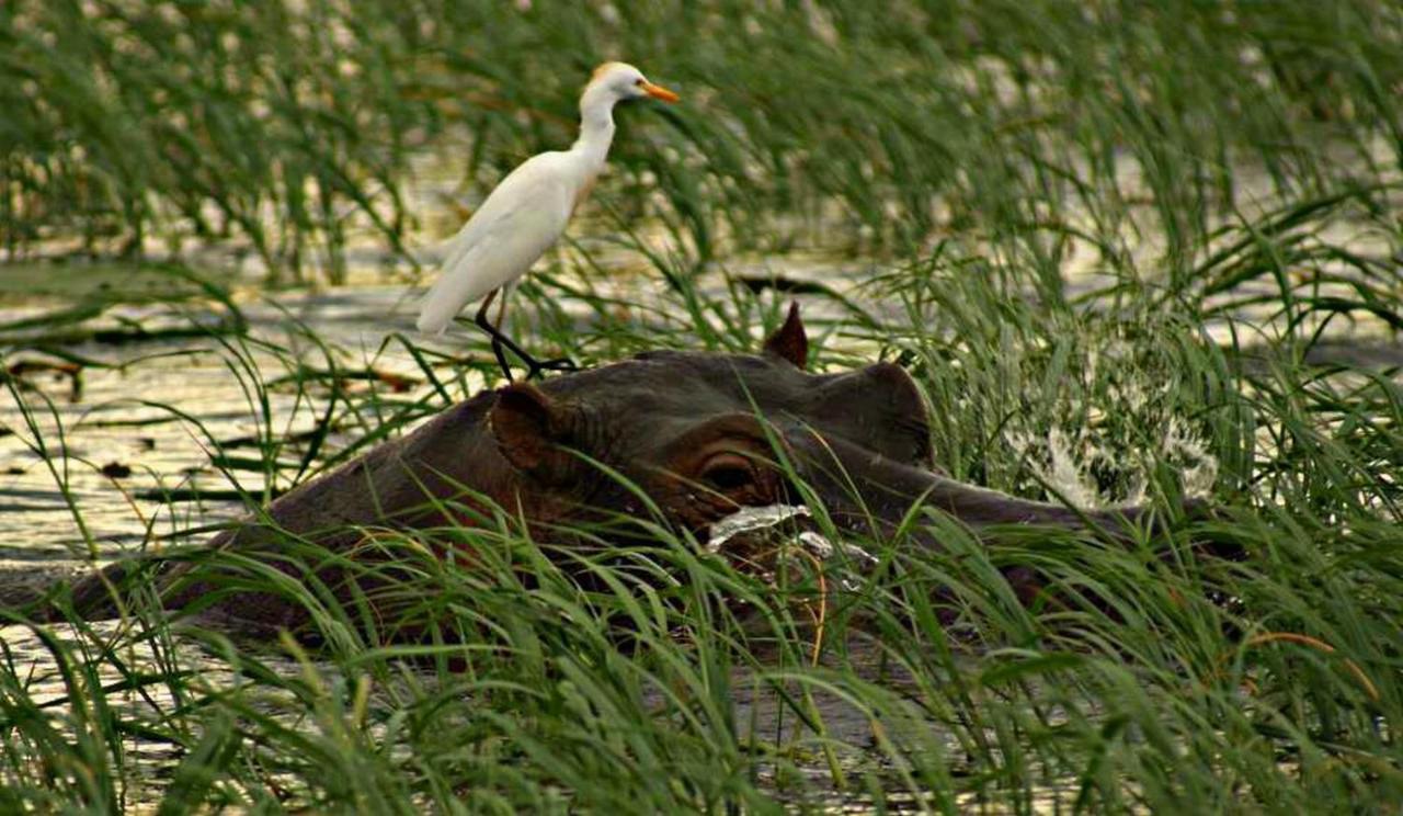 Kwalape Safari Lodge Касане Экстерьер фото